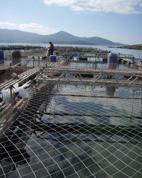 40 acuicultura multitrófica integrada acuicultura multitrófica integrada 41 Esquema: Javier Cremades A instalación consta de 8 gaiolas flotantes cadradas unidas unhas con outras e dispostas en liña.