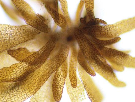 A especie de macroalga cultivada foi Saccharina latissima (Linnaeus) Lane, Mayes, Druehl & Saunders (Laminariales, Phaeophyta), coñecida como kombu de azucre.