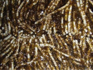 Estas análises permitirannos valorar en que medida as algas tiveron acceso ás fontes de nitróxeno derivadas do metabolismo dos peixes (Holmer et al.