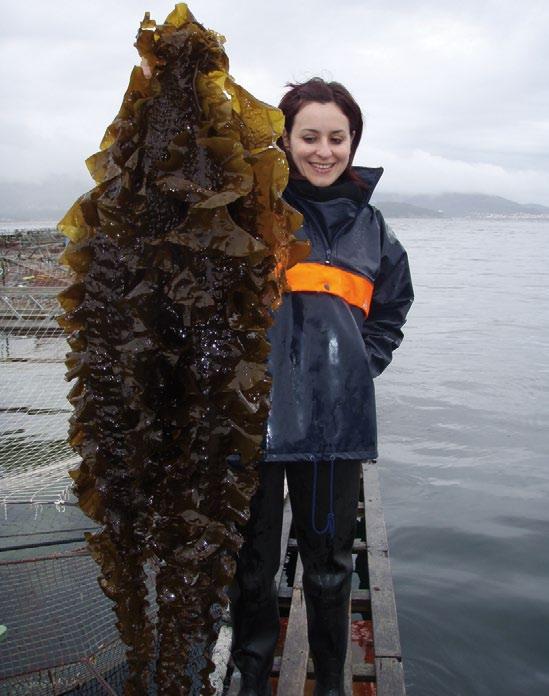 Aínda que non existen diferenzas significativas entre as cordas, polo menos no período e densidade de cultivo de macroalgas ensaiado, a proximidade aos peixes resulta beneficiosa, xa que as algas