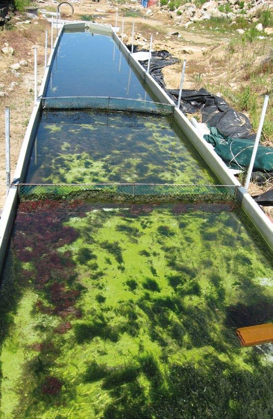 Descrición da experiencia As augas do efluente da planta deriváronse a un biofiltro de invertebrados sedimentívoros e filtradores, cuxa función era retirar as partículas en suspensión.