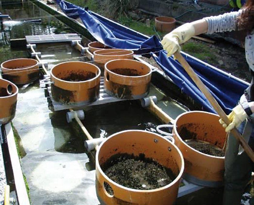 54 acuicultura multitrófica integrada acuicultura multitrófica integrada 55 Este método permite illar o sistema das algas sen afectar os outros organismos durante os posibles tratamentos ou limpezas,