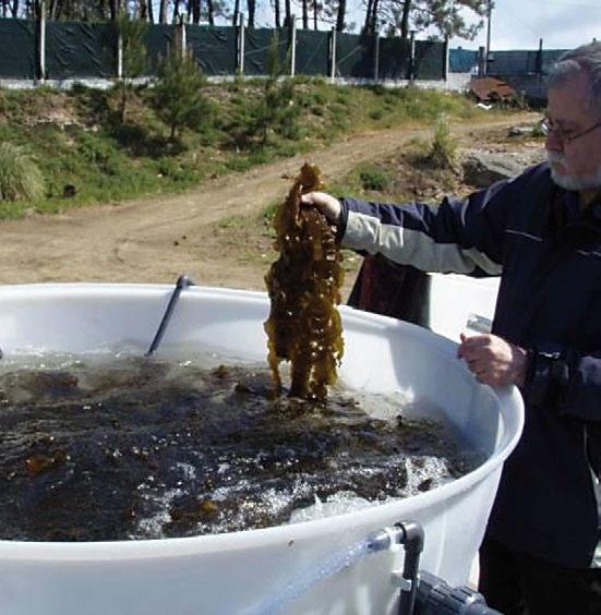 As algas e invertebrados utilizados nesta experiencia foron recollidos de poboacións naturais e tamén se obtiveron en criadeiros de moluscos.
