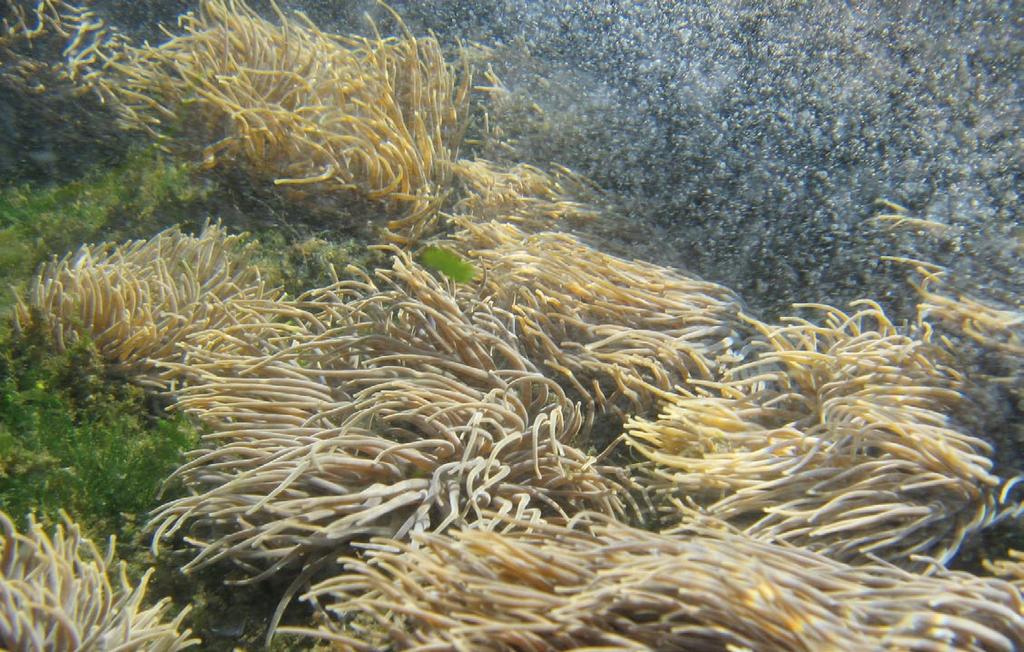 56 acuicultura multitrófica integrada acuicultura multitrófica integrada 57 Nesta gráfica pódense observar os datos de dúas semanas da variación en µmol/l dos nutrientes amonio, nitrito, nitrato,