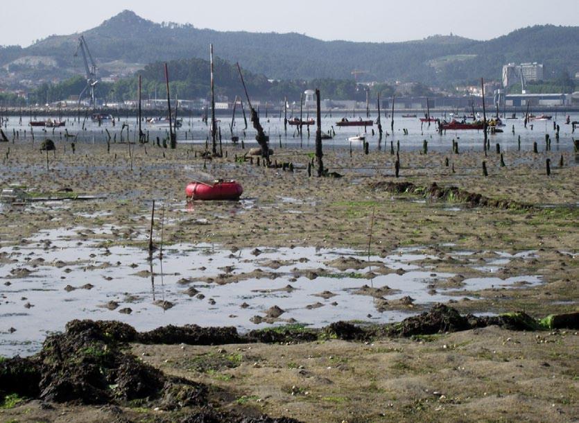 xaponesa Talle 23,72 mm 27,91 mm Peso individual 3 g 5,83 g Periodicamente realizouse a limpeza do parque, e elimináronse algas, depredadores, restos de cunchas e bivalvos mortos.