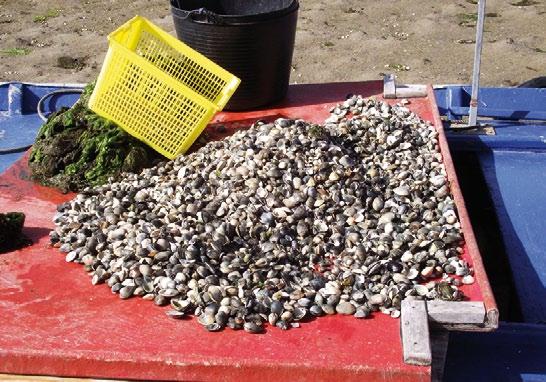 multitrófico non hai diferenzas significativas no crecemento entre as ameixas fina e xaponesa (experiencia en Punta Moreiras), ao final do primeiro ano no parque apréciase unha diferenza entre ambas