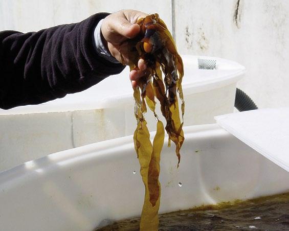 Liña de aire LIña de auga Unidade en circuíto pechado Deseño xeral da instalación utilizada para realizar as experiencias AMTI na planta de cultivo de peixes de Aquacría Arousa (Cambados, Pontevedra).