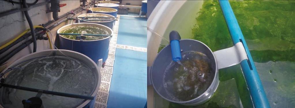 tratamento bacteriolóxico que permite que a flora bacteriana asociada ao cultivo estea controlada. O sistema regula automaticamente distintos parámetros, como o ph e a temperatura da auga.