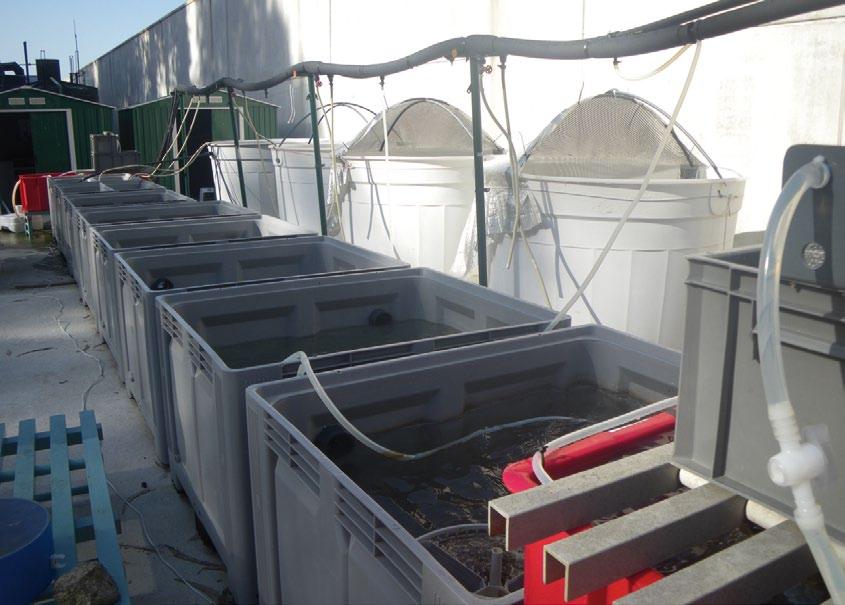 66 acuicultura multitrófica integrada acuicultura multitrófica integrada 67 utilizada pertence ao efluente dos peixes e é filtrada mecanicamente para eliminar as partículas superiores a 70 µm.
