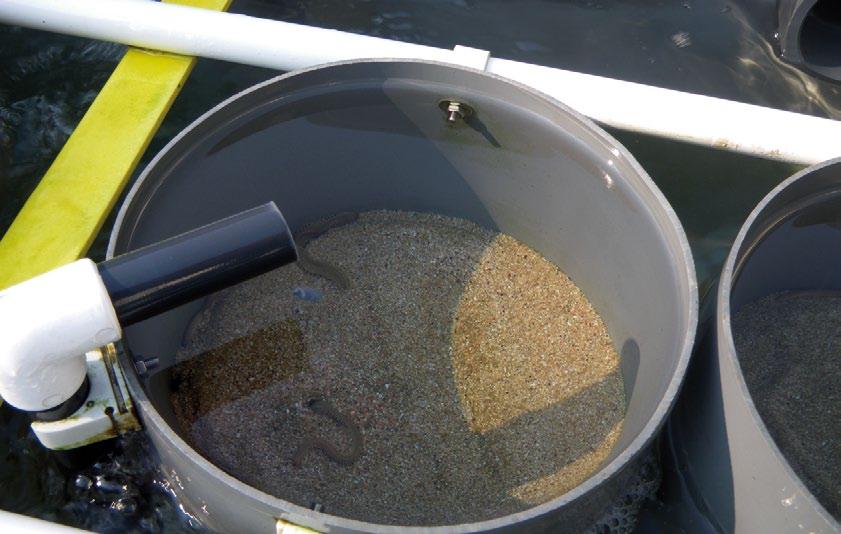 As técnicas de cultivo destas especies están en España nunha fase aínda moi pioneira e, evidentemente, insuficiente para cubrir a demanda.