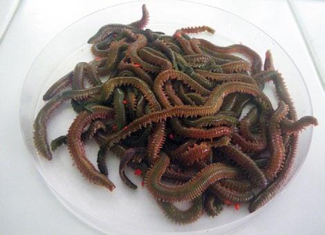 Os traballos previos nos laboratorios do CIMA estiveron dirixidos a comparar, utilizando Nereis aibuhitensis (coreano), o valor alimenticio do lodo presente na auga do efluente dunha piscifactoría,