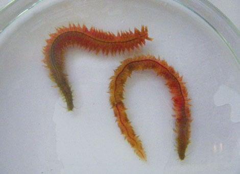 De esquerda a dereita, exemplares de Nereis aibuhitensis (coreano), Arenicola marina (arenícola) e Alitta virens.