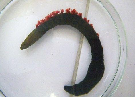 principalmente, por restos de penso, feces e floculados bacterianos. Ao cabo dun mes obtense, con este tipo de alimentación, un crecemento medio total dun 12%, e unha supervivencia dun 100%.