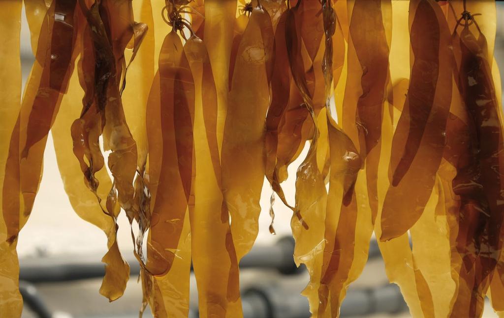 10 acuicultura multitrófica integrada acuicultura multitrófica integrada 11 Foto: Jorge García augas, tanto no propio medio mariño como en sistemas abertos ou de circuíto pechado de produción