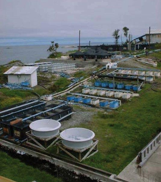 Scharfstein En China e noutros países asiáticos existen eficientes exemplos de cultivos integrados de peixes, moluscos e crustáceos cos de algas, aínda que non se dispón de datos comprobados da