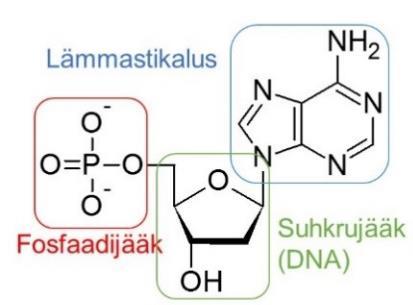 Ahela moodustumine Kahe nukleotiidi ühendamisel liidetakse ühe nukleotiidi suhkrujäägi 3 -asendis asuv hüdroksüülrühm