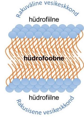 üdrofoobsed ja hüdrofiilsed ained Polaarseid kovalentseid sidemeid ja/või laetud osi sisaldavad ained on hüdrofiilsed Väikese molekulmassiga hüdrofiilsed ained tüüpiliselt lahustuvad vees Kui laetud