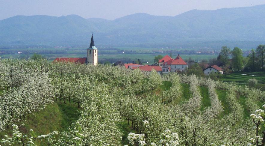 Sadjarstvo Gojitvena oblika preoblikovano vreteno v son~no os pri hru{ki v terasastem nasadu (Leskovec pri Kr{kem) delov drevesa, dolo ~iti zakonitosti rasti in razvoja ter na osnovi tega predvideti