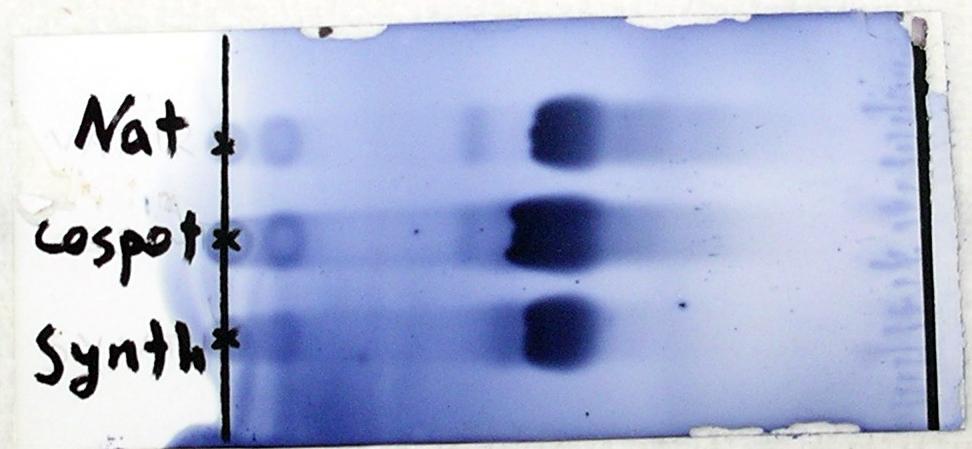 30 TLC comparison of synthetic and natural samples of oasomycin A (rck