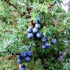 Daltonizmi ose verbimi për ngjyra, shkaktohet nga mutacioni recesiv i gjenit që ndodhet në:. kromozomin X B. kromozomin 6 C. kromozomin 13 D. kromozomin 21 38.
