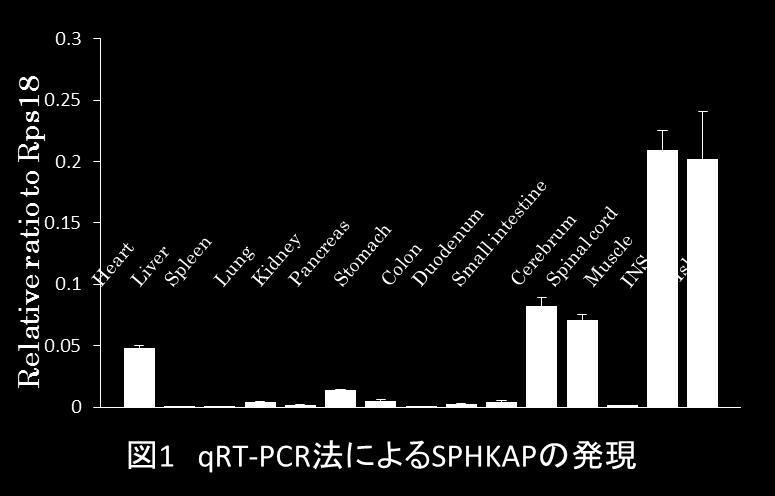 INS-1 RIN-5 sirna RNA ( -4) SPHKAP -4 mirna SPHKAP SPHKAP INS-1D -4 (4) SPHKAP SPHKAP 1700 PKA AKAPs SPHKAP