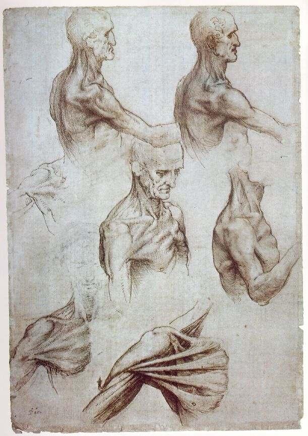 Anatomical
