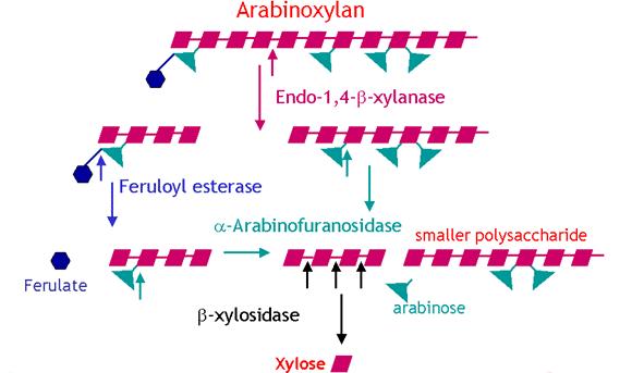 Ksilanaze Za hidrolizo glavne verige sta odgovorna 2 encima: endo-β-1,4-ksilanaza cepi