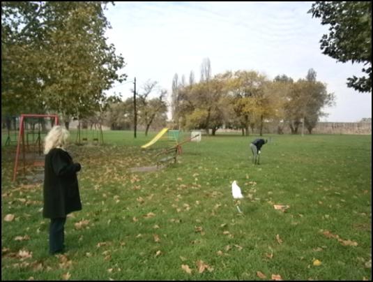 Obzirom da je dominantni uzrok povećanog sadrţaja nikla na posmatranom području geološko poreklo, kao i da te koncentracije u apsolutnom iznosu nisu tako visoke, to nije neophodno razmatrati potrebu
