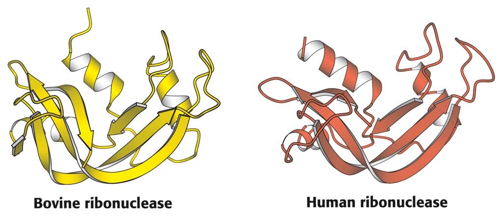 Criterios de clasificación: COMPOSICIÓN HOMOPROTEÍNAS O