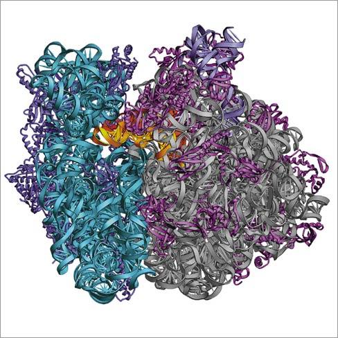 CLASE Sistemas nucleoproteícos GRUPO PROSTÉTICO RNA y DNA (en ciertos virus) TIPO DE UNIÓN DEL GRUPO Enlaces iónicos, puentes de hidrógeno, EJEMPLOS Ribosomas, RNasa P, virus del mosaico del tabaco