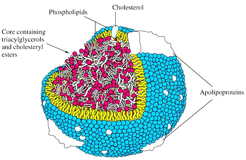 CLASE Sistemas nucleoproteícos GRUPO PROSTÉTICO RNA y DNA (en ciertos virus) TIPO DE UNIÓN DEL GRUPO Enlaces iónicos, puentes de hidrógeno, EJEMPLOS Ribosomas, RNasa P, virus del mosaico del tabaco