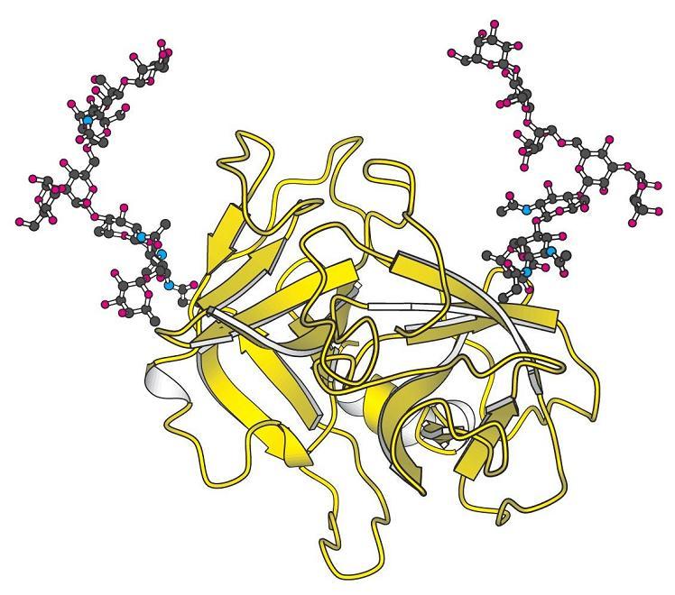 CLASE Sistemas nucleoproteícos GRUPO PROSTÉTICO RNA y DNA (en ciertos virus) TIPO DE UNIÓN DEL GRUPO Enlaces iónicos, puentes de hidrógeno, EJEMPLOS Ribosomas, RNasa P, virus del mosaico del tabaco