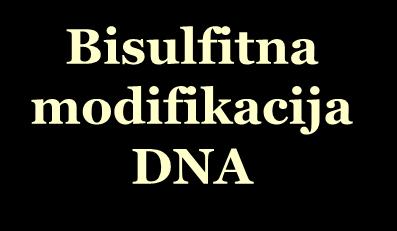 Bisulfitna reakcija Metilirani CpG otočki Nemetilirani CpG otočki Bisulfitna modifikacija DNA CH 3 CG CH 3 CG CH 3 CG CH 3 CG CG CG CG CG CH 3 CH 3 CH 3 CH 3 CG CG CG CG UG UG UG UG PCR CG CG CG CG