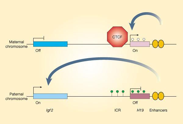 H19 lncrna (2.3kb 11p15.