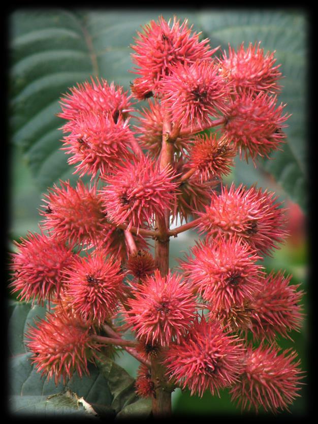 Ordo: Malpighiales Familia: Euphorbiaceae Ricinus communis (ricinus) Biljka: biljka tropskih predela i tamo se javlja kao