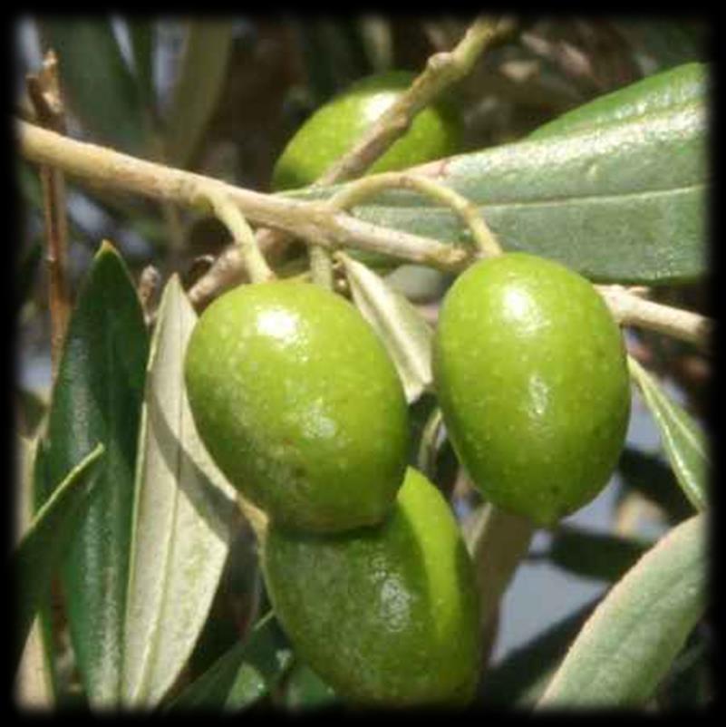 Ordo: Lamiales Familia: Oleaceae Olea europaea (maslina) Biljka: Zimzeleno drvo, 6-8 m visine. Plod ovalna koštunica, kada je zrela tamnoljubičaste boje.