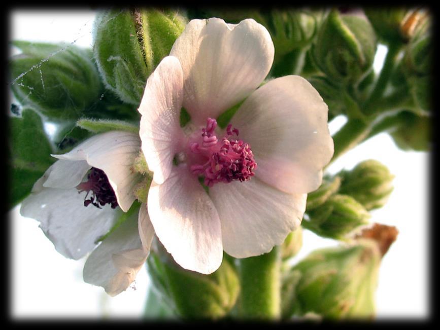 Ordo: Malvales Familia: Malvaceae Althaea officinalis (beli slez) Biljka: višegodišnja zeljasta biljka. Koren snažan i razgranat.