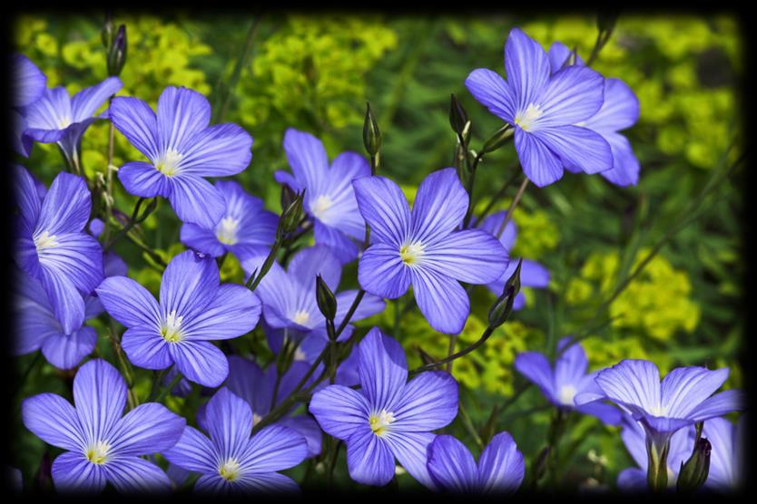 Ordo: Malpighiales Familia: Linaceae Linum usitatissimum (lan) Biljka: jednogodišnja ili dvogodišnja zeljasta biljka. Nalazište: gaji se kao industrijska biljka.