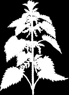 Ordo: Rosales Familia: Urticaceae Urtica dioica (kopriva) Biljka: višegodišnja zeljasta biljka. Stablo četvrtasto i pokriveno čekinjastim i žarnim dlakama.