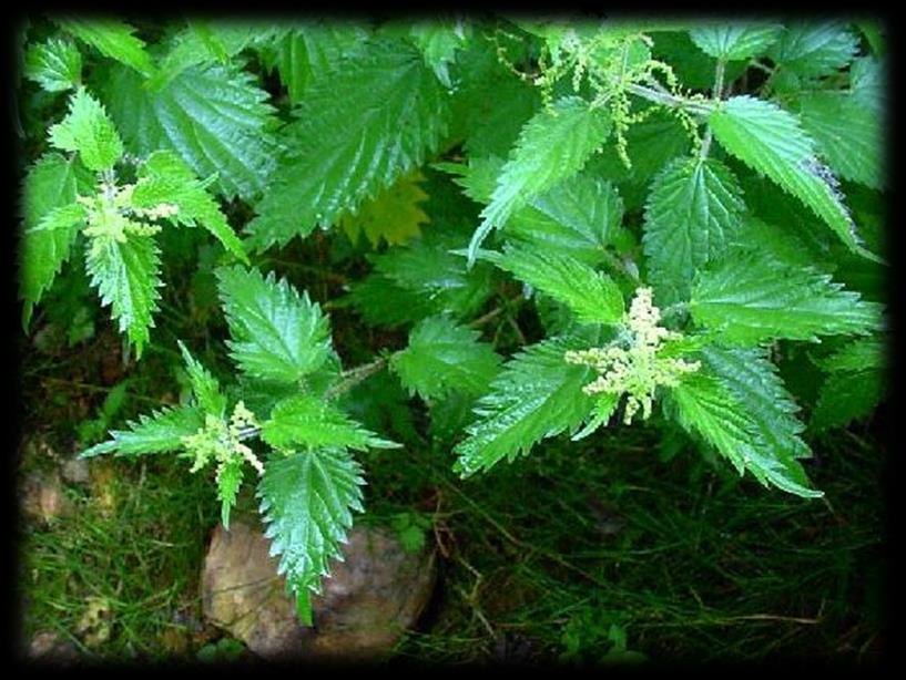 Nalazište: kao ruderalna biljka široko rasprostranjena Koristi se: list (Urticae folium), koren (U.