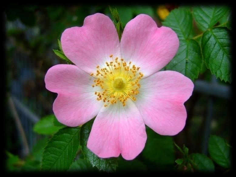 Ordo: Rosales Familia: Rosaceae Rosa canina (divlja ruža) Biljka: žbunovi visoki preko 2m.