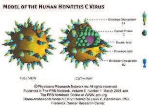 CJEPIVO - rekombinantni pročišćeni površinski antigeni virusa Hepatitis C virus (HCV) CIJEPLJENJE U NEIMUNOKOMPROMITIRANIH 1. 0. dan 2. nakon mjesec dana 3.