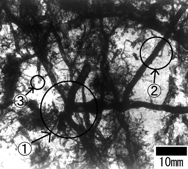 3 Volcanic ash soil,,ab layer