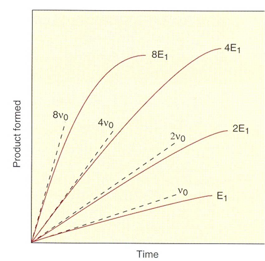Koncentracija encima vpliva na hitrost reakcije v 0 E v 0 E n koncentracija encima [E] Glede na potrebe celice se sintetizira več encima več substrata