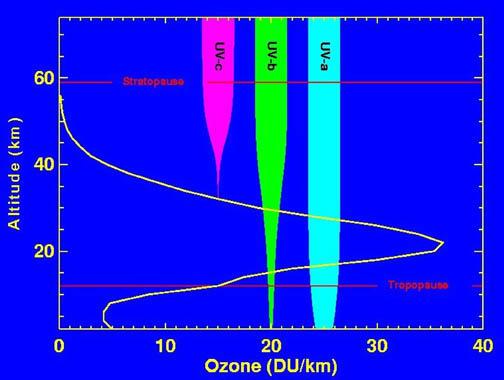 #5 Stratosferski ozon Ponovimo: V atmosferi se zadrži skoraj vse kratkovalovno UV sevanje. Zakaj?