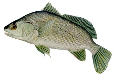 sertralin
