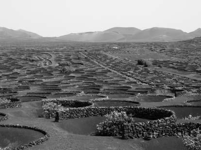 m / Timanfaya +1-* -0 Timanfaya +12-2/ Laki Fig. /. Vineyard of La Geria in Lanzarote Island with their traditional methods of cultivation.