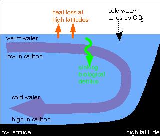 CO 2 in oceani http://cdiac.esd.ornl.gov/oceans/home.