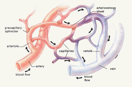 arteriole, kapilare,