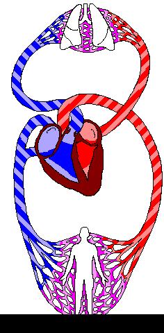 SRCE I KRVOTOK Srce je dvostruka pumpa, koja pumpa krv kroz dva cirkulatorna sistema: